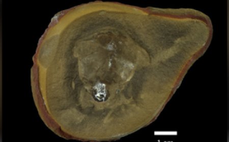 Creature thought to be world's oldest octopus isn't an octopus after all
