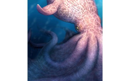 A massive kraken-like octopus may have prowled the seas during the age of dinosaurs