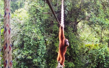In a first, endangered orangutan seen using canopy bridge to cross road