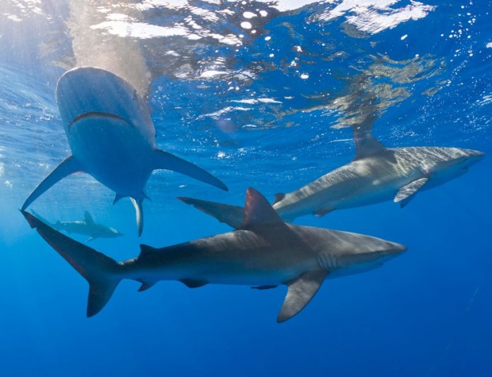 Sharks in Bahamas test positive for caffeine, painkillers, cocaine