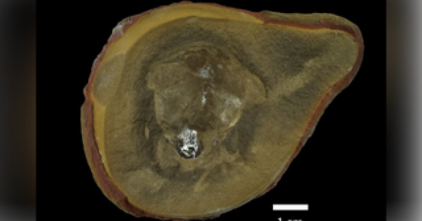 Creature thought to be world's oldest octopus isn't an octopus after all