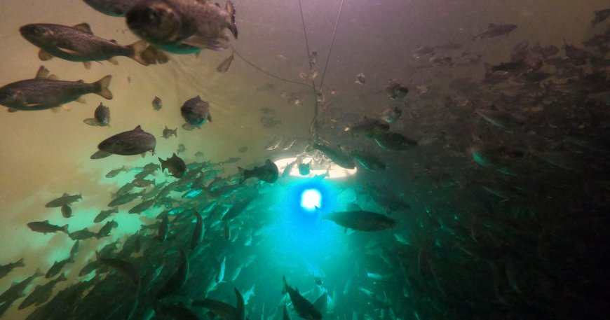 Salmon exposed to cocaine swim almost twice as far, study shows
