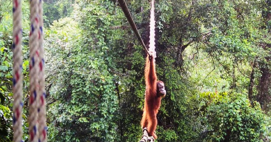 In a first, endangered orangutan seen using canopy bridge to cross road
