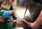 A citizen campaign returns iconic kiwi birds to New Zealand's capital after a century-long absence