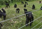 A rare sanctuary in Congo looks after baby bonobos away from poaching threat