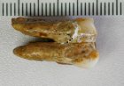 Ancient teeth hint at canoodling between early human relatives