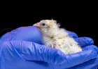A de-extinction company has hatched live chicks from an artificial eggshell