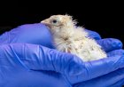Live chicks hatched from artificial eggshell, biotech company says