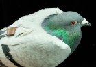 Pigeons may be navigating with their liver, study suggests