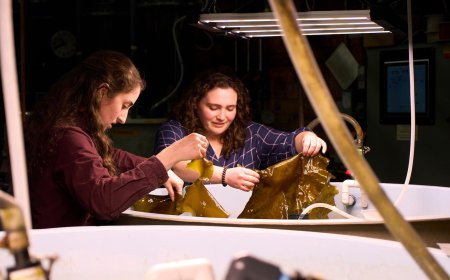 Planes and ships could run on kelp someday, but there are serious hurdles