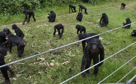 A rare sanctuary in Congo looks after baby bonobos away from poaching threat