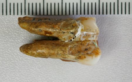 Ancient teeth hint at canoodling between early human relatives