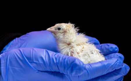 A de-extinction company has hatched live chicks from an artificial eggshell
