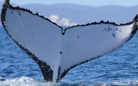 Two humpback whales set records swimming between Australia and Brazil