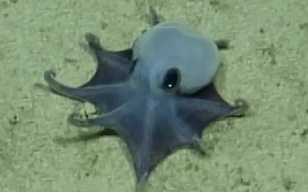 New species of blue octopus discovered 5,900 feet underwater