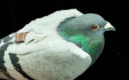 Pigeons may be navigating with their liver, study suggests