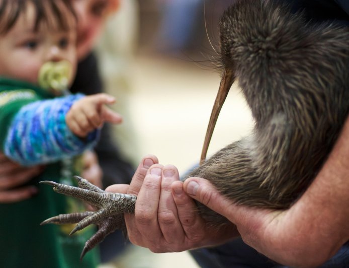 A citizen campaign returns iconic kiwi birds to New Zealand's capital after a century-long absence