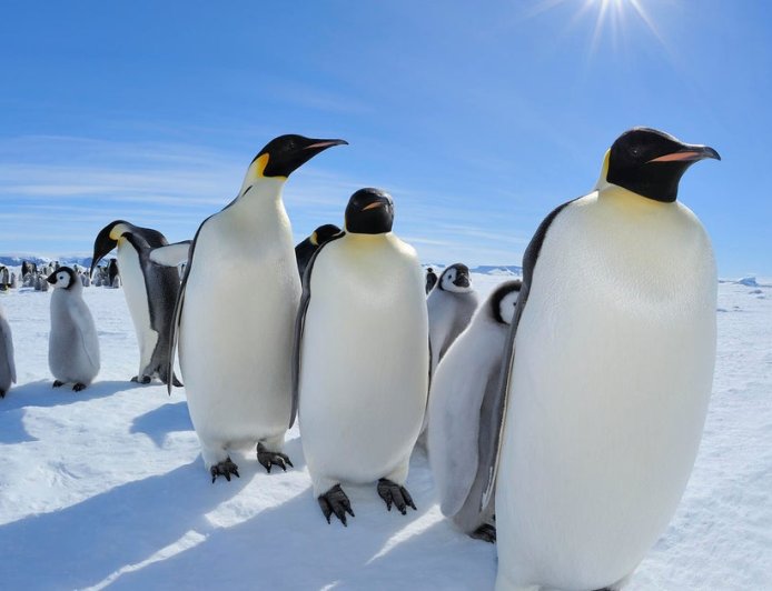 Emperor penguins in focus as Antarctica talks start in Japan