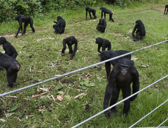 A rare sanctuary in Congo looks after baby bonobos away from poaching threat