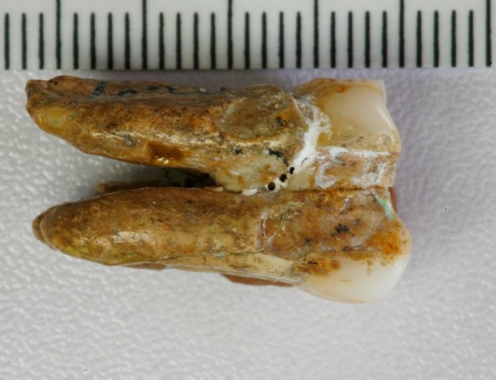 Ancient teeth hint at canoodling between early human relatives