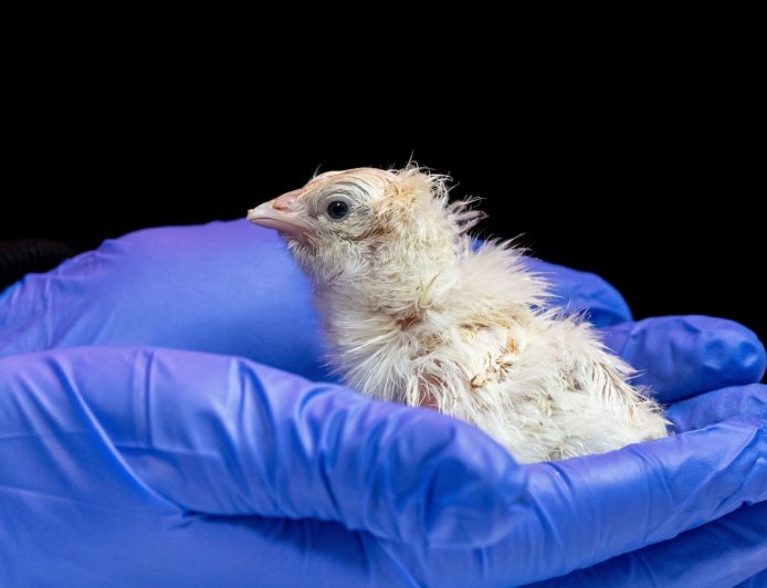 A de-extinction company has hatched live chicks from an artificial eggshell