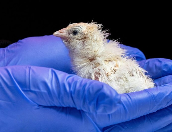 Live chicks hatched from artificial eggshell, biotech company says
