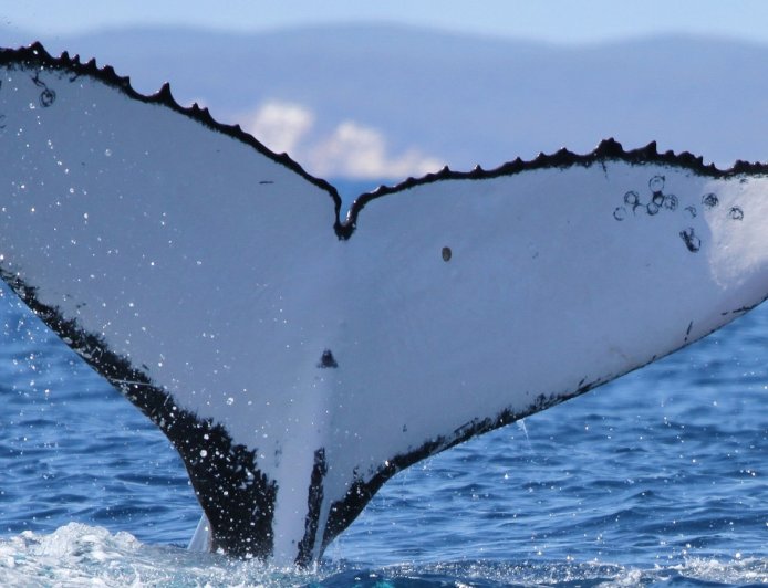 Two humpback whales set records swimming between Australia and Brazil