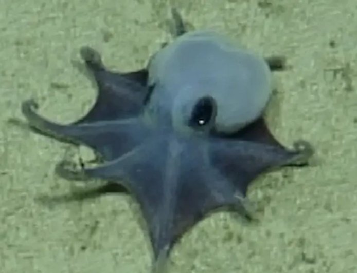 New species of blue octopus discovered 5,900 feet underwater