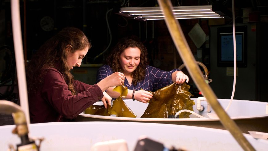 Planes and ships could run on kelp someday, but there are serious hurdles