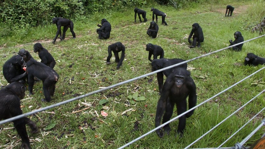 A rare sanctuary in Congo looks after baby bonobos away from poaching threat