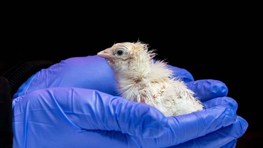 A de-extinction company has hatched live chicks from an artificial eggshell