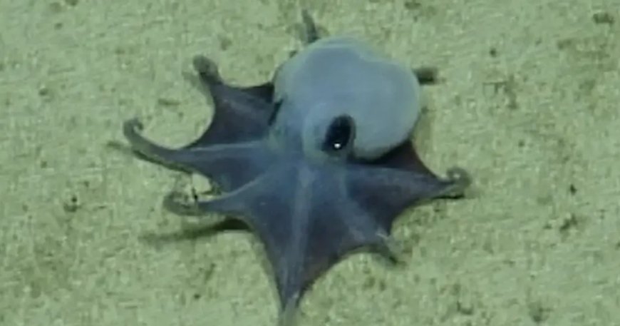 New species of blue octopus discovered 5,900 feet underwater