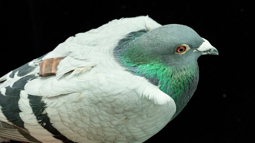 Pigeons may be navigating with their liver, study suggests