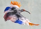 8 crested ibises released in Japan decades after extinction