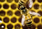A diet of royal jelly isn't the only thing that makes a queen bee