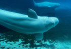 Canadian government endorses a plan to move whales from shuttered Marineland park to US and Spain
