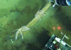 Scientists discover a deep whale graveyard that is teeming with life