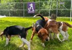 Wisconsin beagle farm closing, hundreds of dogs to be sent to Florida rescue group