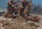 African and Commonwealth nations in Kenya urge quick execution of a key treaty protecting oceans