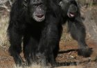 Get a load of this: Humans and great apes share similar giggles