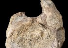 A rare dinosaur fossil from Antarctica is found tucked away in a drawer