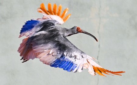 8 crested ibises released in Japan decades after extinction