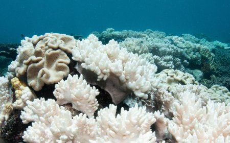 El Niño could bring more widespread coral bleaching, NOAA warns
