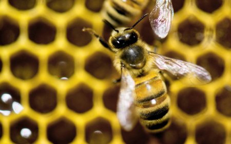 A diet of royal jelly isn't the only thing that makes a queen bee