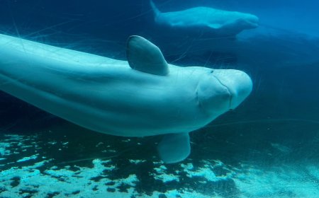 Canadian government endorses a plan to move whales from shuttered Marineland park to US and Spain