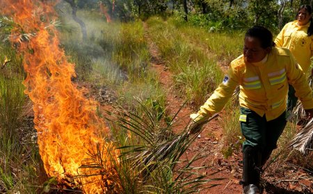 In Brazil’s Cerrado region, Indigenous fire practices reshape wildfire strategy