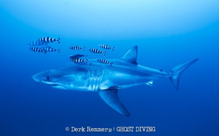 Great white shark captured on video in Mediterranean in rare sighting