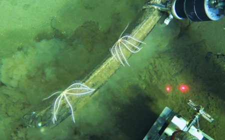 World's largest whale graveyard found by sub at bottom of ocean