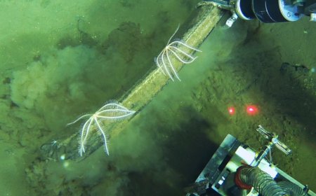 Scientists discover a deep whale graveyard that is teeming with life