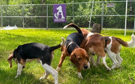 Wisconsin beagle farm closing, hundreds of dogs to be sent to Florida rescue group